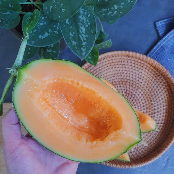 台灣哈密瓜-七股香-媲美北海道哈密瓜 