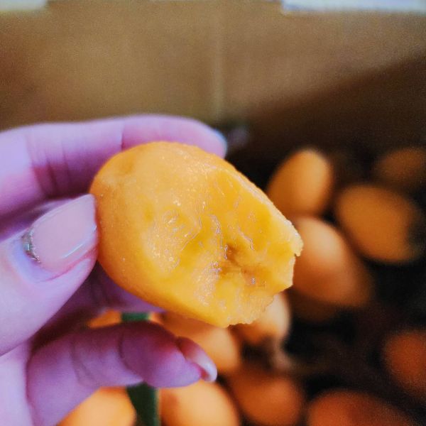 4/1後出貨 新社二櫃-好好吃的枇杷 