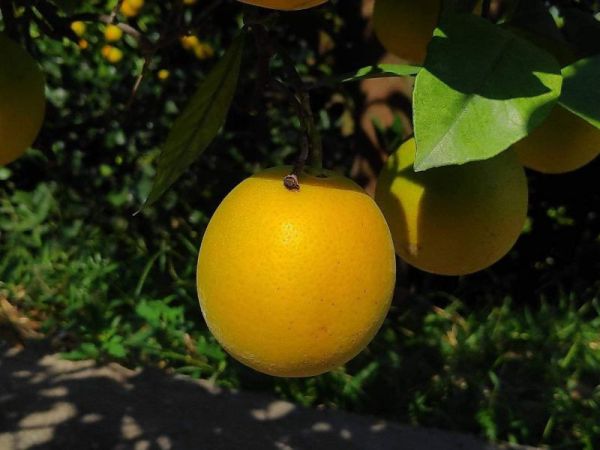 直播 蜂蜜老叢柳丁 超香超好吃 老欉柳丁、自然熟成柳丁、皮薄柳丁、無毒柳丁、台灣柳丁、濃香柳丁、天然水果、健康水果、維C補充、季節水果