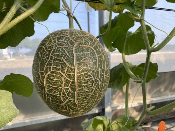 台灣 卡蜜拉哈蜜瓜 卡蜜拉哈蜜瓜, 台南哈蜜瓜, 戶外種植哈蜜瓜, 新品種哈密瓜, 香甜脆口, 甘蔗香, 台南將軍水果, 夏季水果, Smile水果, 果香清甜, 甜而不膩, 高品質水果宅配