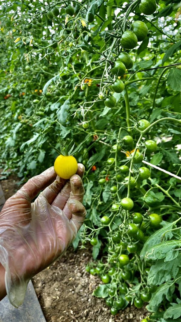 溫室彩虹小番茄 - 不施農藥的健康好選擇 