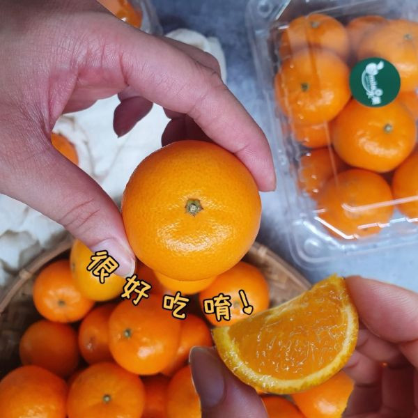 直播 砂糖橘 無籽小橘子｜香甜多汁 不酸澀 好剝皮 砂糖橘, 無籽橘子, 小橘子, 香甜橘子, 好剝皮橘子, 健康零食水果, 橘子宅配, Smile水果砂糖橘