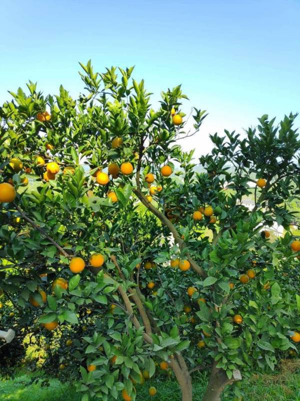 直播 蜂蜜老叢柳丁 超香超好吃 老欉柳丁、自然熟成柳丁、皮薄柳丁、無毒柳丁、台灣柳丁、濃香柳丁、天然水果、健康水果、維C補充、季節水果