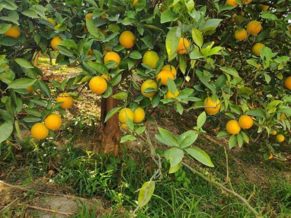 直播 蜂蜜老叢柳丁 超香超好吃 老欉柳丁、自然熟成柳丁、皮薄柳丁、無毒柳丁、台灣柳丁、濃香柳丁、天然水果、健康水果、維C補充、季節水果