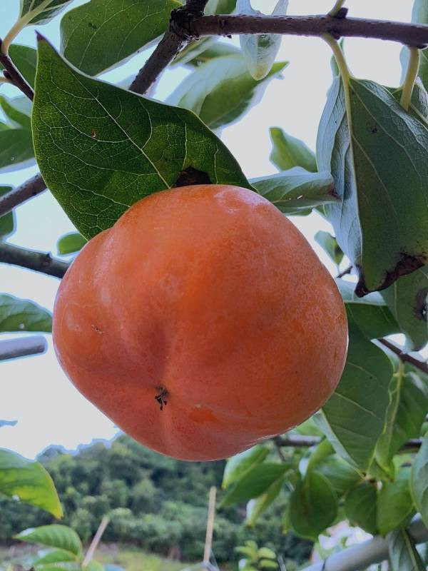 直播-高山上的大雪山甜柿-甜度超越極致 台灣甜柿, 富有甜柿, 次朗甜柿, 高山水果, 秋冬限定水果, 脆口甜柿, 水果禮盒, 甜到心坎裡, Smile水果, 節慶送禮, 香甜水果, 高山種植