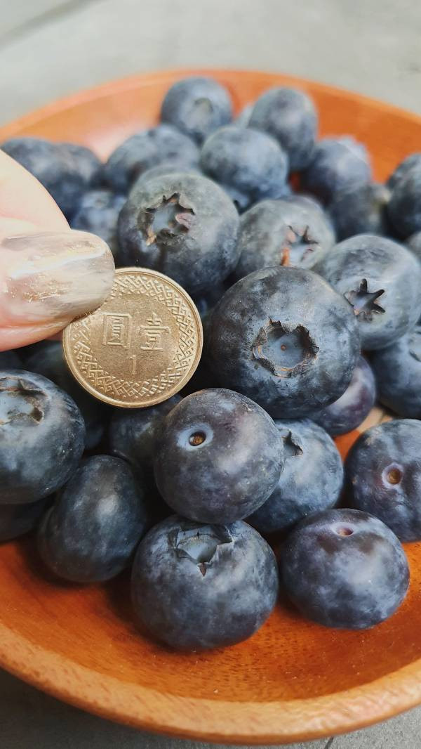 祕魯藍莓(管狀) 美國藍莓, 藍莓空運, 新鮮藍莓推薦, 進口藍莓, 冷藏藍莓宅配, 花青素水果, 健康水果, 藍莓團購, 藍莓禮盒, 小朋友適合的水果
