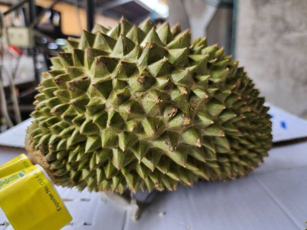 直播 越南 干堯 榴槤 