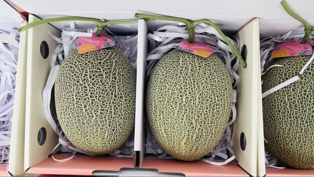 台灣溫室卡蜜拉哈蜜瓜 台灣卡蜜拉哈密瓜,
卡蜜拉哈密瓜,
台灣哈密瓜推薦,
溫室哈密瓜,
高甜度哈密瓜,
送禮水果推薦,
Smile水果,
水果宅配