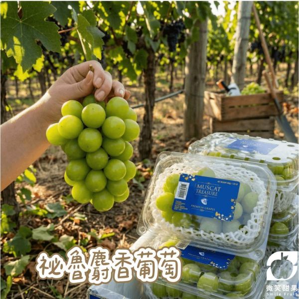 (預購)祕魯麝香葡萄-品質超級優 Smile水果, 微笑水果, 小魚水果, 秘魯麝香葡萄, 進口麝香葡萄, 精品水果, 送禮水果, 嚴選水果