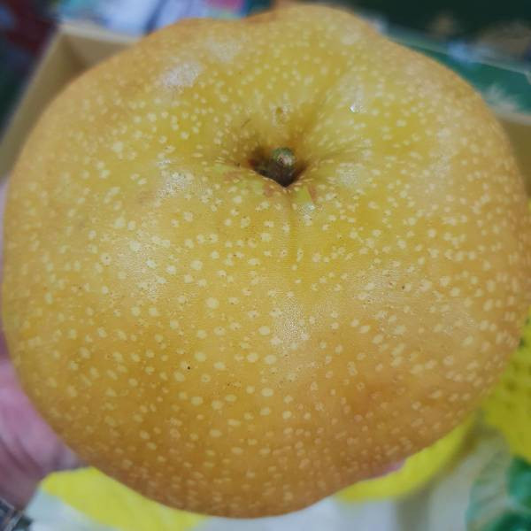 直播 台灣優等梨(一切就爆汁 非常甜蜜) 