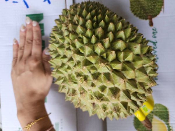 直播 越南 干堯 榴槤 