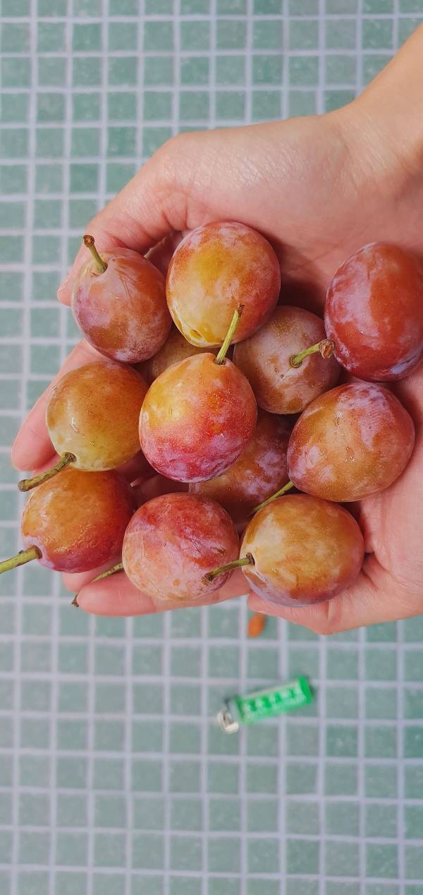 智利 蜜糖棗-佈滿蜜點點 好好吃的甜蜜 