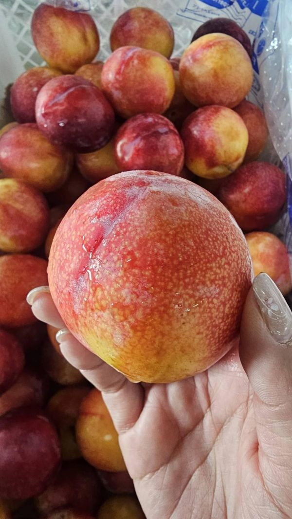 智利糖果李-螞蟻人最愛 智利糖果李,
Candy Red 李子,
高甜李子,
進口李子推薦,
甜李子不酸,
Smile水果,
微笑甜果,
小魚水果,
螞蟻人水果,
多汁水果推薦