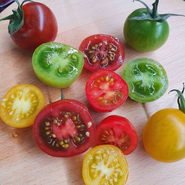 溫室彩虹小番茄 - 不施農藥的健康好選擇 