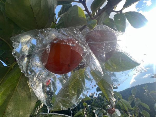 日本樹上完熟芝麻柿 日本芝麻柿、星空柿、日本甜柿、進口高級水果、秋冬水果禮盒、甜柿推薦、Smile水果、日本原裝進口、柿子預購、頂級果物