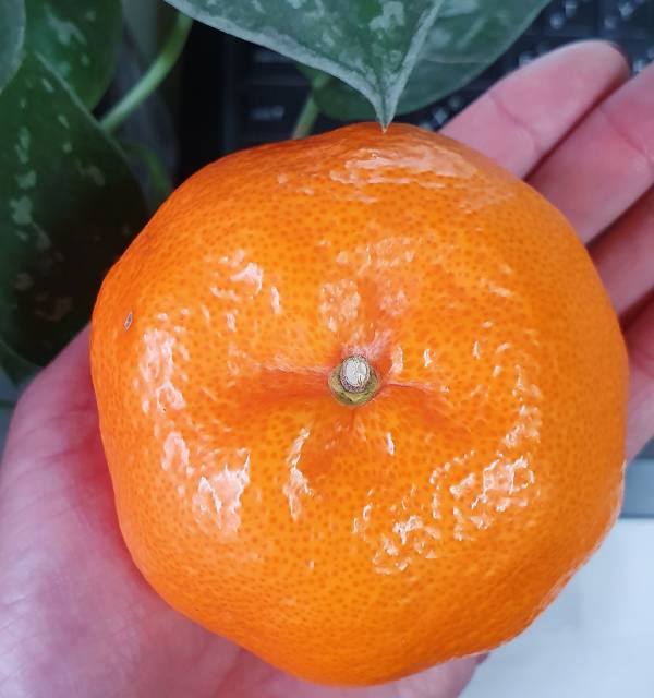 台灣椪柑-果肉細緻 多汁 超甜 