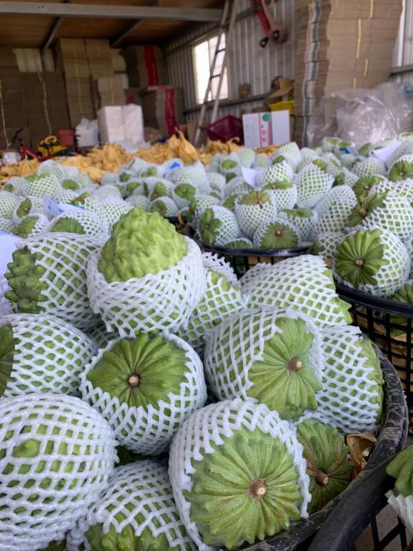台灣鳳梨釋迦 