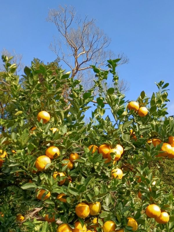 (預購-12月中出貨)苗栗爆汁帝王柑 