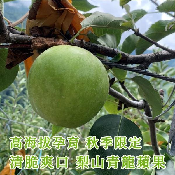 梨山吳清泉無毒蜜龍蘋果5入 