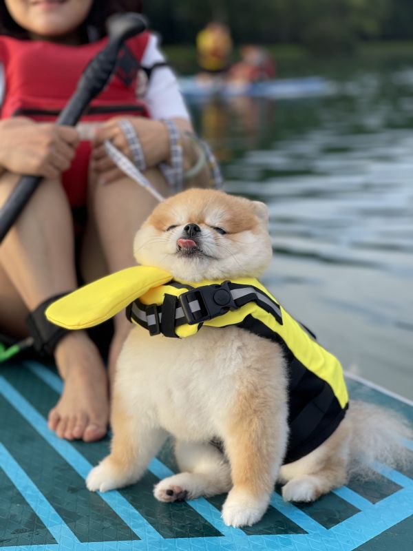 Sun Moon Lake Sunrise Sup Sun Moon Lake Sunrise, Sun Moon Lake Dawn, Sun Moon Lake Fun Sun Moon Lake SUP, Sup Board, Kayak, Ferry