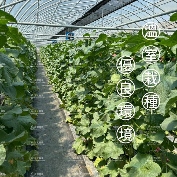 嚴選台灣小農-頂級阿露斯網紋哈密瓜、禮盒1顆入(免運) 溫室哈密瓜,綠肉,哈密瓜,網紋哈密瓜,頂級水果,頂級哈密瓜,熊本縣,熊本