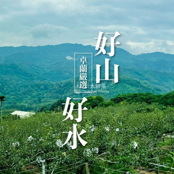 台灣產-嚴選小農甘露梨、大果6顆入/盒(免運) 寶島甘露梨,梨子界LV,甘蔗香,巨無霸甘露梨,小農嚴選,中秋禮盒