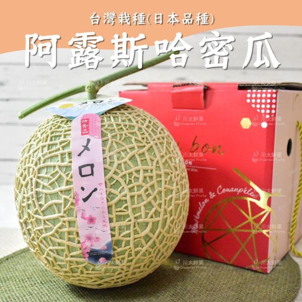 嚴選台灣小農-頂級阿露斯網紋哈密瓜、禮盒1顆入(免運) 溫室哈密瓜,綠肉,哈密瓜,網紋哈密瓜,頂級水果,頂級哈密瓜,熊本縣,熊本