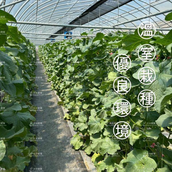 嚴選台灣小農-頂級阿露斯網紋哈密瓜、禮盒1顆入(免運) 溫室哈密瓜,綠肉,哈密瓜,網紋哈密瓜,頂級水果,頂級哈密瓜,熊本縣,熊本