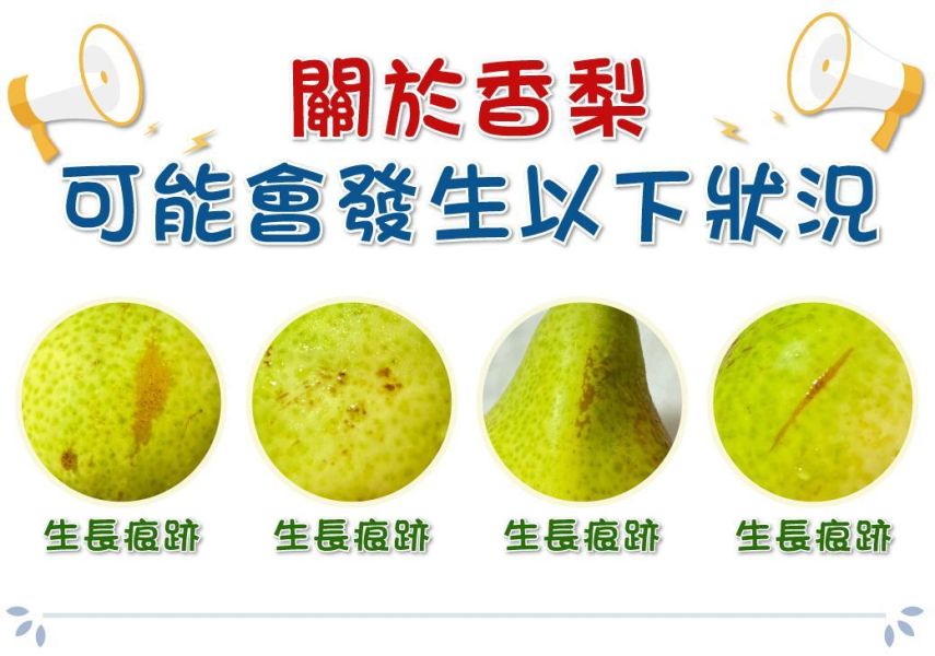 紐西蘭-香梨、10小顆入/盒(免運) 紐西蘭香梨,香梨,西洋梨,紐西蘭水果,進口水果,水果禮盒,新鮮水果,當季水果,水果