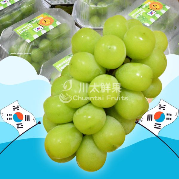 【特惠活動】韓國麝香葡萄、2房入/盒、同地址優惠(免運) 麝香葡萄,水果禮盒,韓國水果,送禮,空運水果