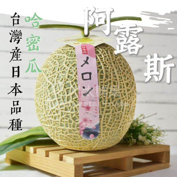 嚴選台灣小農-頂級阿露斯網紋哈密瓜、禮盒1顆入(免運) 溫室哈密瓜,綠肉,哈密瓜,網紋哈密瓜,頂級水果,頂級哈密瓜,熊本縣,熊本