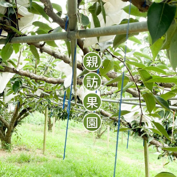 台灣產-嚴選小農甘露梨、大果6顆入/盒(免運) 寶島甘露梨,梨子界LV,甘蔗香,巨無霸甘露梨,小農嚴選,中秋禮盒