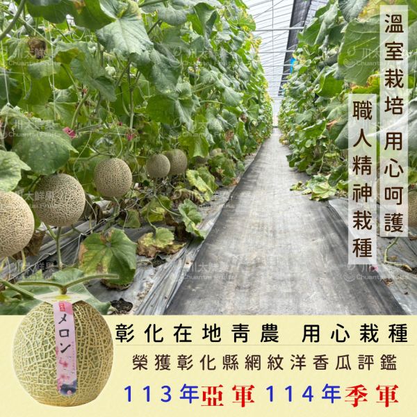 嚴選台灣小農-頂級阿露斯網紋哈密瓜、禮盒1顆入(免運) 溫室哈密瓜,綠肉,哈密瓜,網紋哈密瓜,頂級水果,頂級哈密瓜,熊本縣,熊本