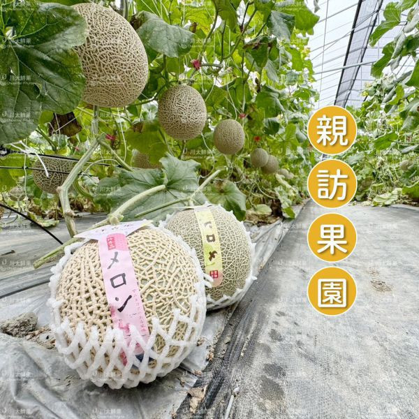 嚴選台灣小農-頂級阿露斯網紋哈密瓜、禮盒1顆入(免運) 溫室哈密瓜,綠肉,哈密瓜,網紋哈密瓜,頂級水果,頂級哈密瓜,熊本縣,熊本
