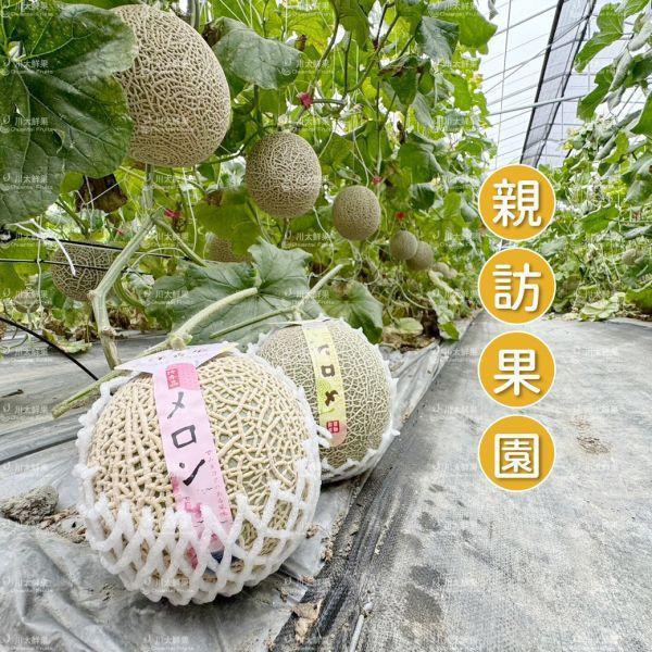 嚴選台灣小農-頂級阿露斯網紋哈密瓜、禮盒1顆入(免運) 溫室哈密瓜,綠肉,哈密瓜,網紋哈密瓜,頂級水果,頂級哈密瓜,熊本縣,熊本