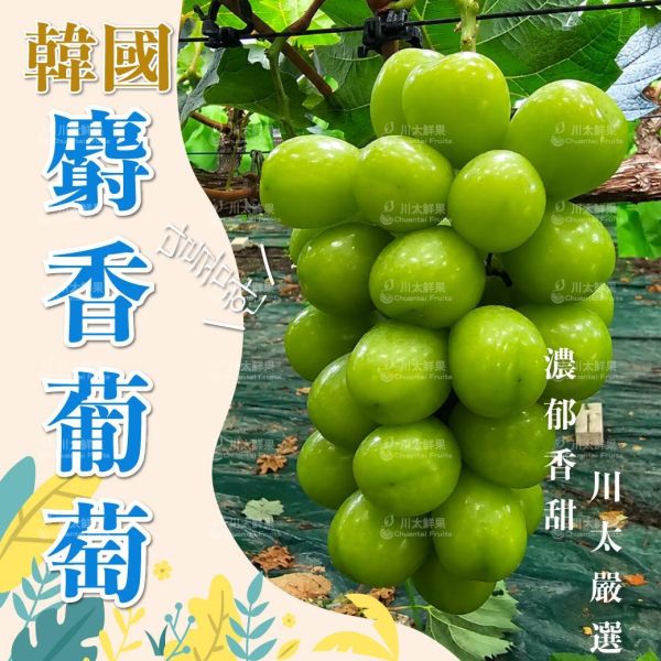 韓國麝香葡萄、1房入/盒、2房入/盒(免運) 麝香葡萄,水果禮盒,韓國水果,送禮,空運水果