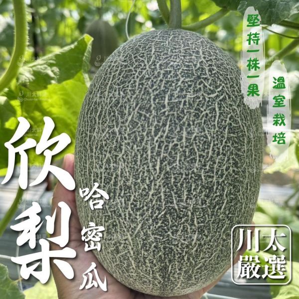 台灣-欣梨哈密瓜、禮盒1顆入(每顆足2.5KG以上)(免運) 溫室哈密瓜,綠肉,哈密瓜,網紋哈密瓜,頂級水果,頂級哈密瓜,欣梨哈密瓜