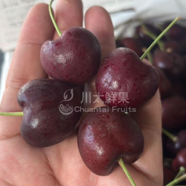 【預購/現貨】美國海運-華盛頓櫻桃、9R&9.5R/1.8KG(免運) 櫻桃,空運櫻桃,美國櫻桃,美國華盛頓櫻桃,西北櫻桃