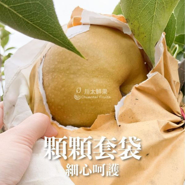 台灣產-嚴選小農甘露梨、大果6顆入/盒(免運) 寶島甘露梨,梨子界LV,甘蔗香,巨無霸甘露梨,小農嚴選,中秋禮盒