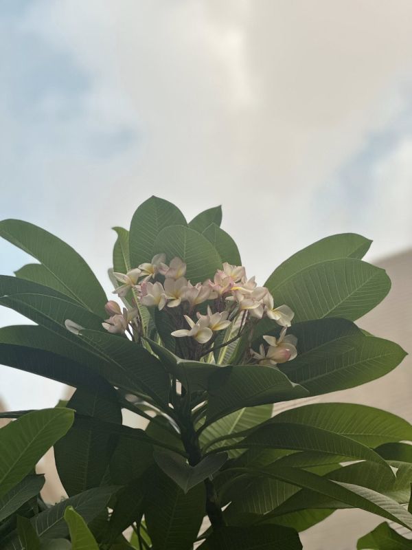 雞蛋花太過潮濕處理方式｜木箔®原創 木皮,天然木皮,裝潢建材,天然建材,綠色永續,節能減碳,木箔原創,農耕,雞蛋花,氣根