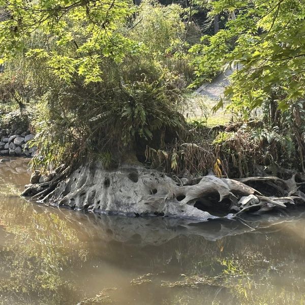 山上&水下 向木學習｜木箔®原創 木皮,天然木皮,裝潢建材,天然建材,綠色永續,節能減碳,木箔原創,樹木,天然木,木材,大自然,