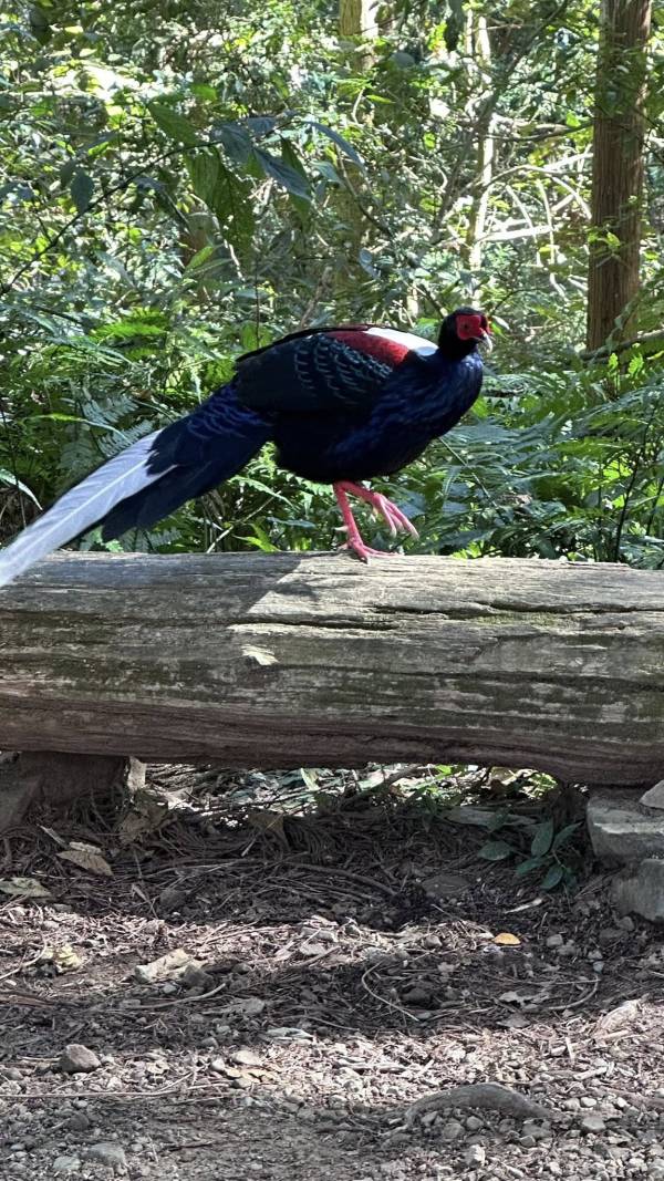 溪頭邂逅台灣國寶鳥-藍腹鷴｜木箔®原創 木皮,天然木皮,裝潢建材,天然建材,綠色永續,節能減碳,木箔原創,溪頭,藍腹鷴,國寶鳥