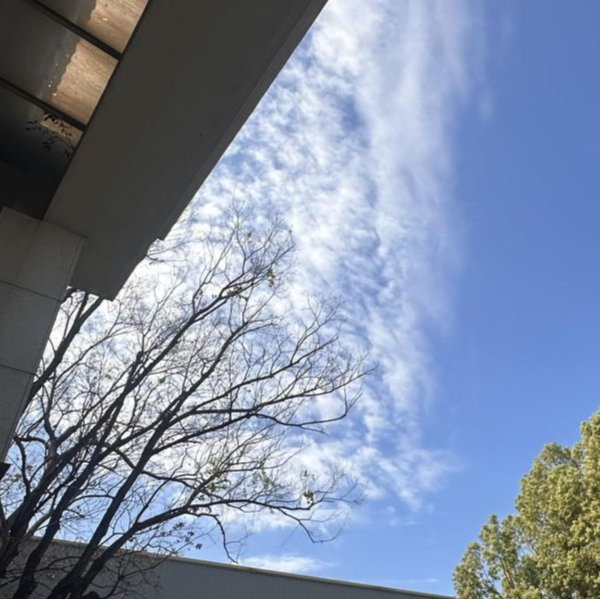 天空與樹枝 銀雪白樹｜木箔®原創 木皮,天然木皮,裝潢建材,天然建材,綠色永續,節能減碳,木箔原創,