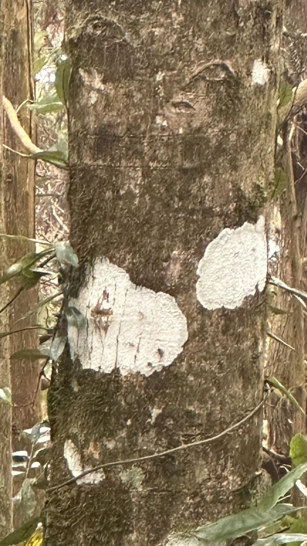 樹皮上的小綿羊｜木箔®原創 木皮,天然木皮,裝潢建材,天然建材,綠色永續,節能減碳,木箔原創,