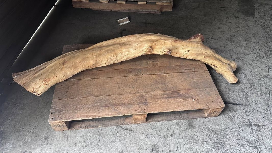 愛與蛻變 龍柏樹的記憶｜木箔®原創 木皮,天然木皮,裝潢建材,天然建材,綠色永續,節能減碳,木箔原創,龍柏樹,