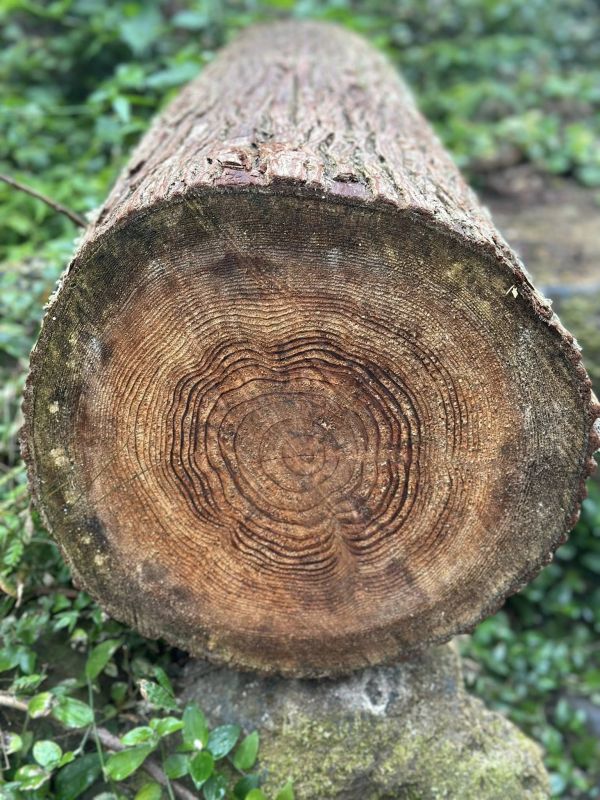 溪頭賞林木趣｜木箔®原創 木皮,天然木皮,裝潢建材,天然建材,綠色永續,節能減碳,木箔原創,溪頭,林木