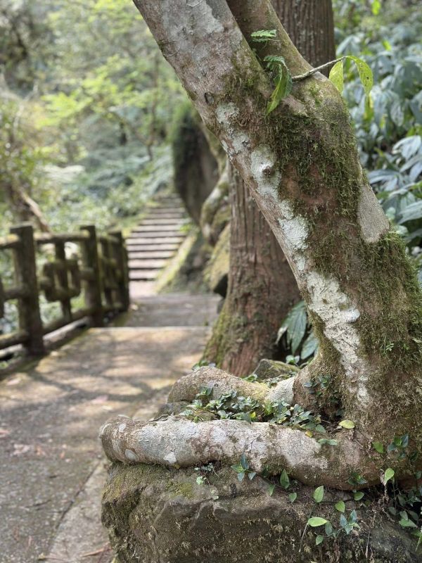 木頭人的想像世界｜木箔®原創 木皮,天然木皮,裝潢建材,天然建材,綠色永續,節能減碳,木箔原創,樹木,天然木,木材,大自然,