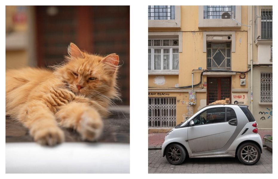 City Cats of Istanbul(貓咪市民：伊斯坦堡的街頭靈魂) 