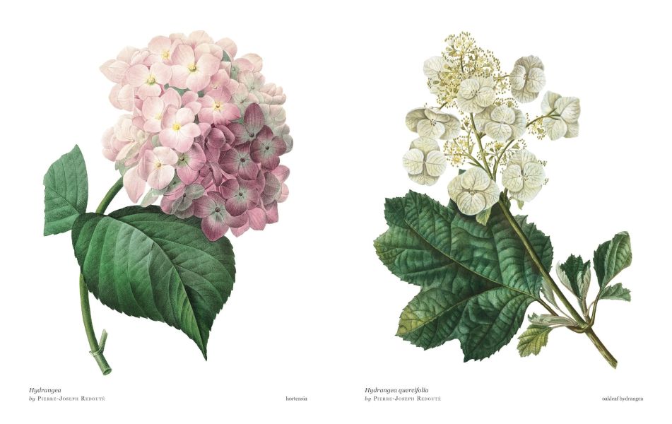 Biblioflora: A Celebration of Floral Beauty in Botanical Art(書香花卉：禮讚植物插畫藝術) 