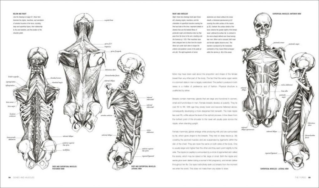 DK Anatomy for the Artist (寫給藝術家的解剖學百科) 